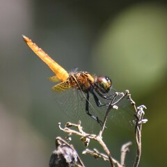 Aethriamanta brevipennis