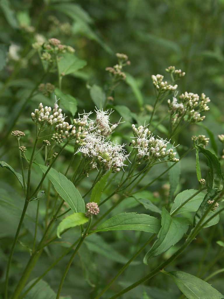 Eupatorium makinoi