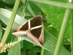 Chalciope mygdon
