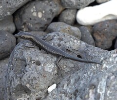 Cryptoblepharus ater