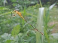 Pseudagrion decorum