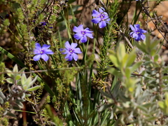 Aristea africana