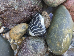 Austrocochlea porcata