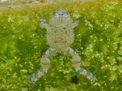 Bombina variegata pachypus