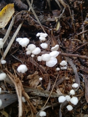 Marasmius epiphyllus
