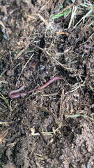 Lumbricus terrestris