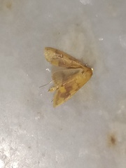 Pyrausta phoenicealis