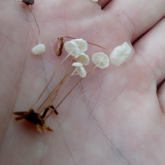 Marasmius epiphyllus