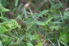 Phyllanthus urinaria