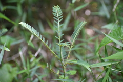 Phyllanthus urinaria