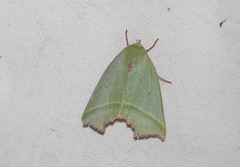 Clethrophora angulipennis