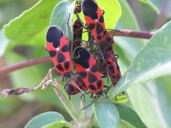 Tropidothorax leucopterus