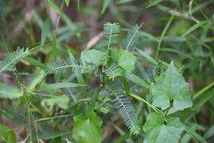 Phyllanthus urinaria