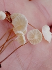 Marasmius epiphyllus