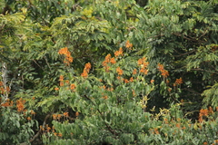 Griffonia physocarpa image