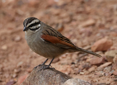 Emberiza capensis