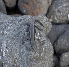 Cryptoblepharus ater