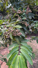 Lagerstroemia speciosa