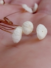 Marasmius epiphyllus