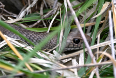 Pseudonaja textilis