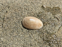 Tugali parmophoidea