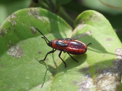 Tropidothorax leucopterus