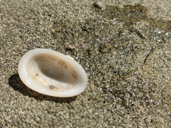 Tugali parmophoidea