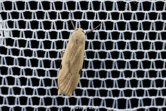 Macotasa nubeculoides