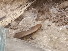 Eutropis macularia