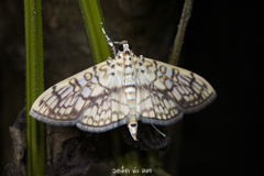 Haritalodes derogata