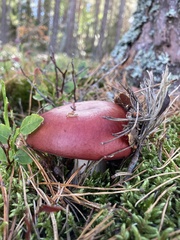 Russula decolorans