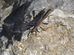 Micrelytra fossularum