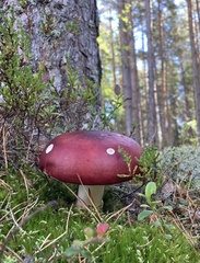 Russula decolorans