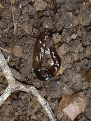 Bipalium univittatum