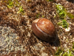 Monetaria caputserpentis