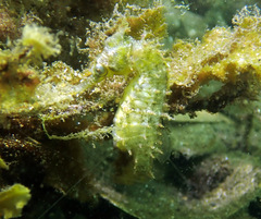 Hippocampus whitei