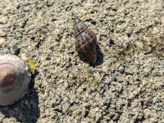 Agnewia tritoniformis