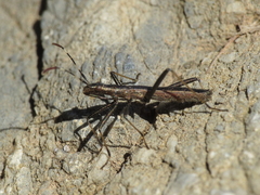 Micrelytra fossularum