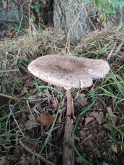 Macrolepiota
