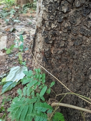 Eutropis macularia