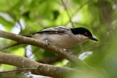 Dryoscopus gambensis