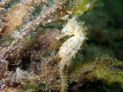 Hippocampus whitei