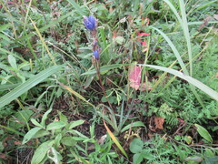 Gentiana decumbens