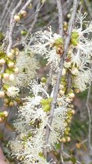 Melaleuca acuminata