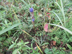 Gentiana decumbens