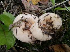 Lactarius pubescens