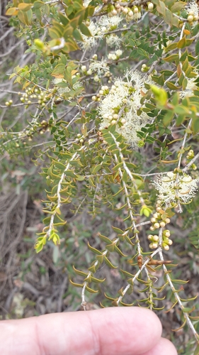 Image of Melaleuca acuminata by (c) Rosalie Lawrence, some rights reserved (CC BY)