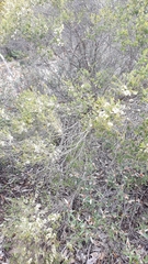 Melaleuca acuminata