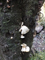 Omphalotus nidiformis