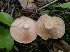 Lactarius pubescens